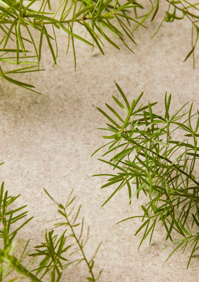 Tea Tree Skin Clearing Facial Wash